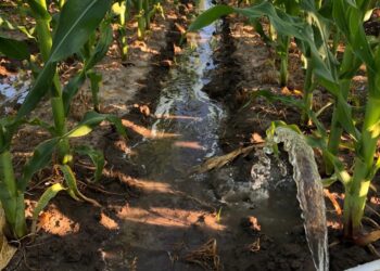 O transformador sistema SULCO-CAMALHÃO em terras baixas