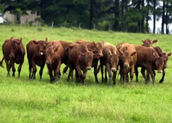 Fim de Temporada: o que faz um touro valer mais?