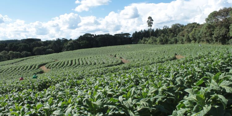 Experimentos com diferentes coberturas de solo em tabaco