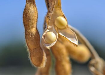 SEED POINT O Mundo da Semente