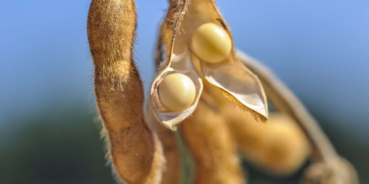 SEED POINT O Mundo da Semente