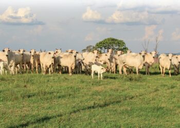 Novo aliado no jogo da prenhez