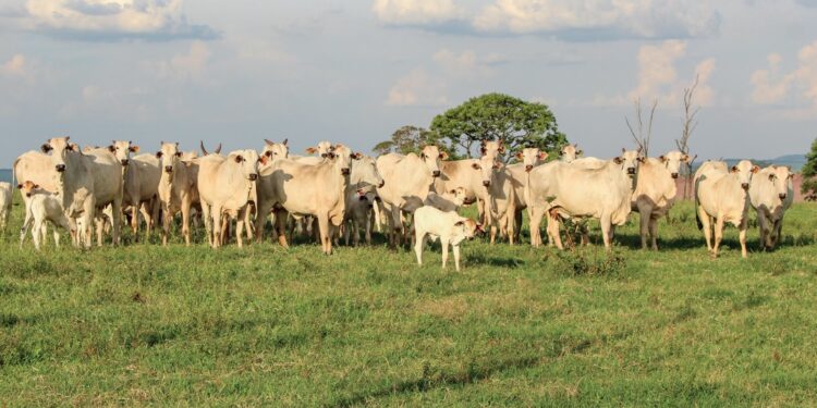 Novo aliado no jogo da prenhez