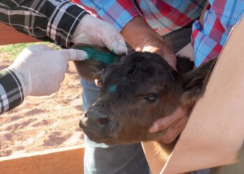 Marca no couro e na memória