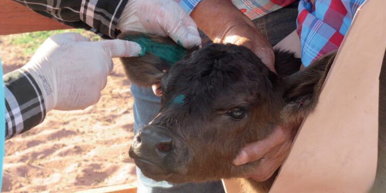 Marca no couro e na memória