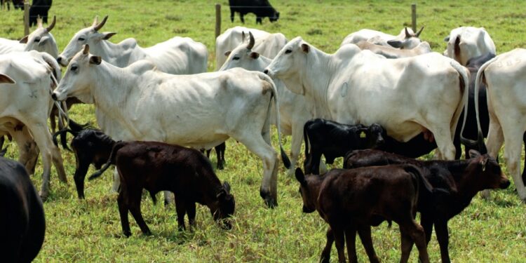 Chave para o equilíbrio sustentável