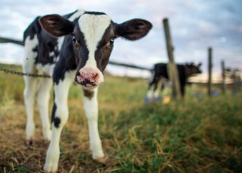 Leite: Olhos para o futuro