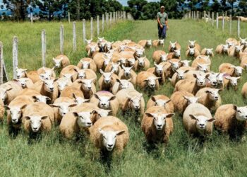 Investimento cooperativo