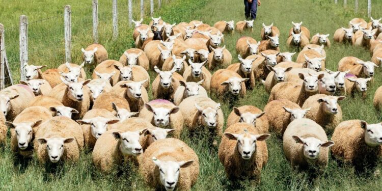 Investimento cooperativo