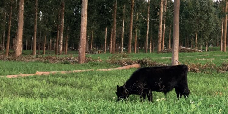 Sequestro em potencial