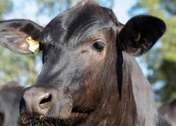 Informações da pecuária gaúcha: estamos avançando!