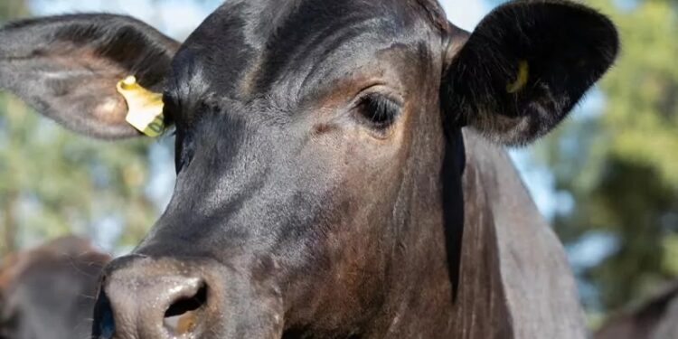 Informações da pecuária gaúcha: estamos avançando!