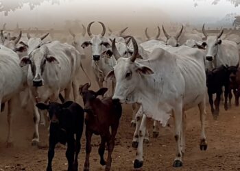 REPRODUÇÃO – Vilãs nocivas e silenciosas