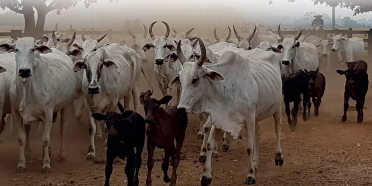 REPRODUÇÃO – Vilãs nocivas e silenciosas