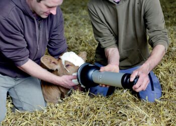 LEITE – Todo bezerro importa