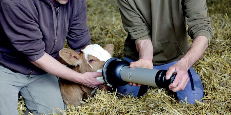 LEITE – Todo bezerro importa