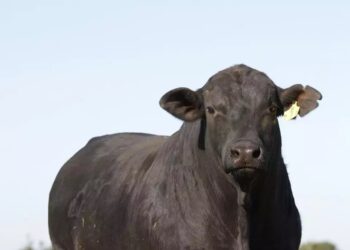 ENTREVISTA DO MÊS – Tecnologia para a pecuária nacional