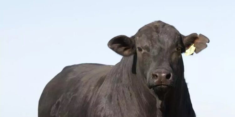 ENTREVISTA DO MÊS – Tecnologia para a pecuária nacional