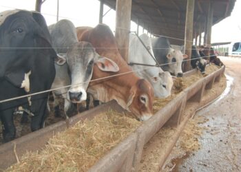 MANEJO – Suplementação para alto desempenho