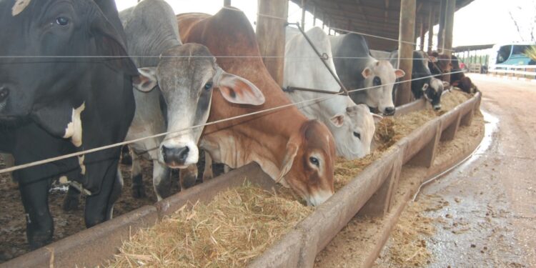 MANEJO – Suplementação para alto desempenho