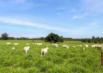 O campo cada vez mais perto da mesa