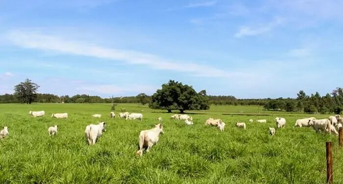 O campo cada vez mais perto da mesa