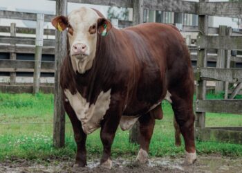 O negócio Touro de Central: Ano 3