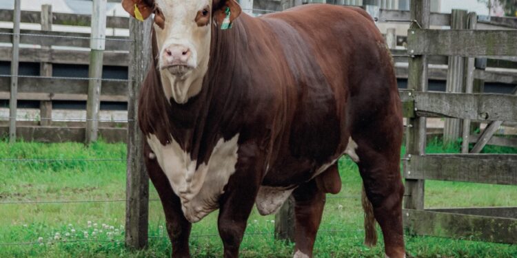 O negócio Touro de Central: Ano 3