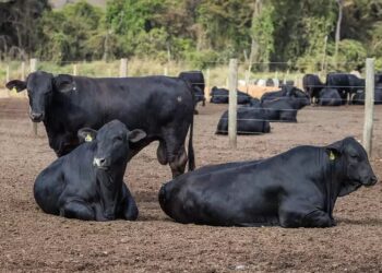 Cruzamento entre raças usando monta natural