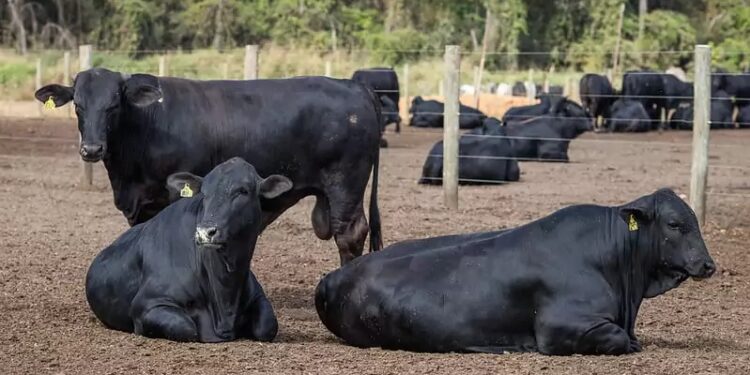 Cruzamento entre raças usando monta natural