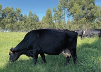 LEITE – Sombra e leite fresco