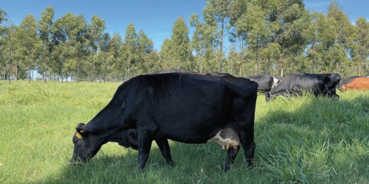 LEITE – Sombra e leite fresco