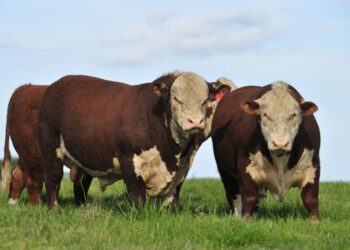 ENTREVISTA DO MÊS – Evolução constante