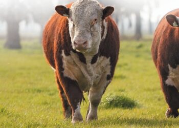 ESPECIAL HB – Eficiência para o Brasil tropical