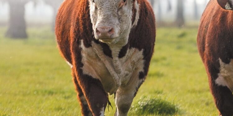 ESPECIAL HB – Eficiência para o Brasil tropical