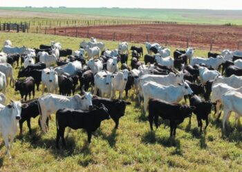 GENÉTICA – O barato que sai caro