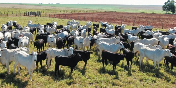 GENÉTICA – O barato que sai caro