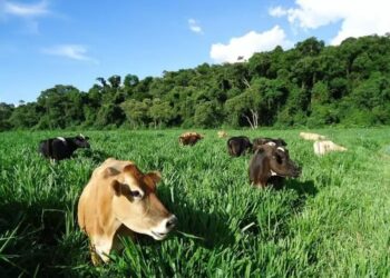 Inventário de recursos de projetos de pecuária – parte II