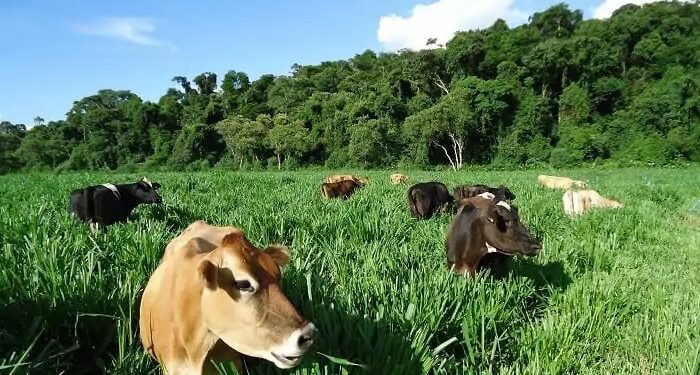 Inventário de recursos de projetos de pecuária – parte II