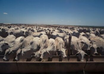 O novo normal da sucessão no campo