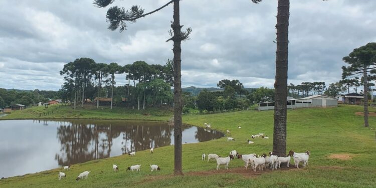 Organização fomenta caprinocultura na Região Sul