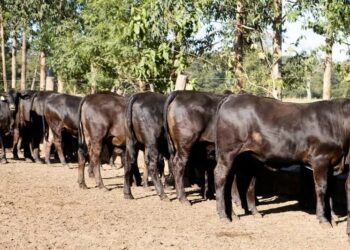 Seleção por funcionalidade, eis a questão?