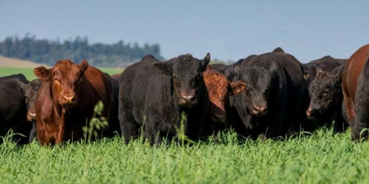 ENTREVISTA DO MÊS – O blend da carne brasileira