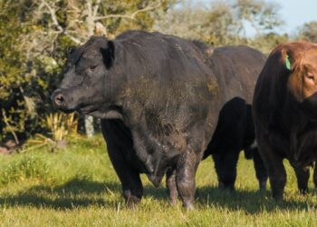 Confiança extra para bons negócios