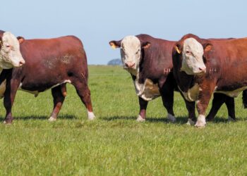 MANEJO – Santo de casa faz milagre, sim!