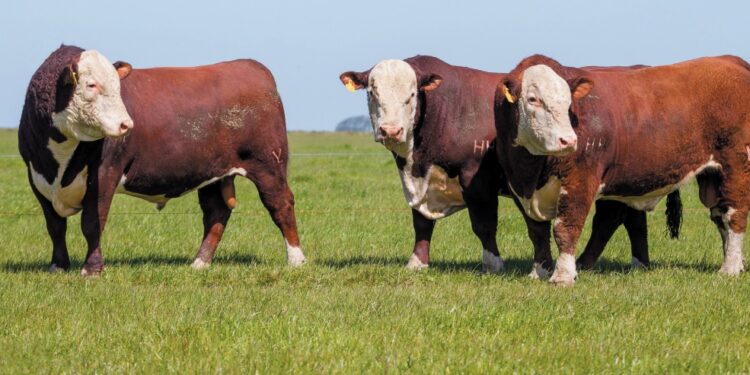 MANEJO – Santo de casa faz milagre, sim!