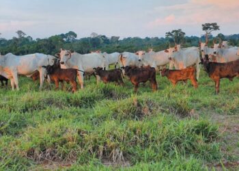 GENÉTICA – É hora de calcular o lucro no futuro