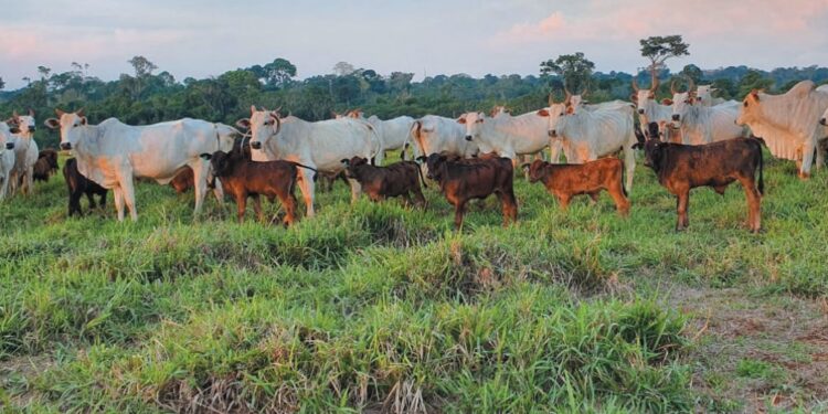 GENÉTICA – É hora de calcular o lucro no futuro