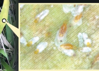 PASTAGEM – Perigo à vista