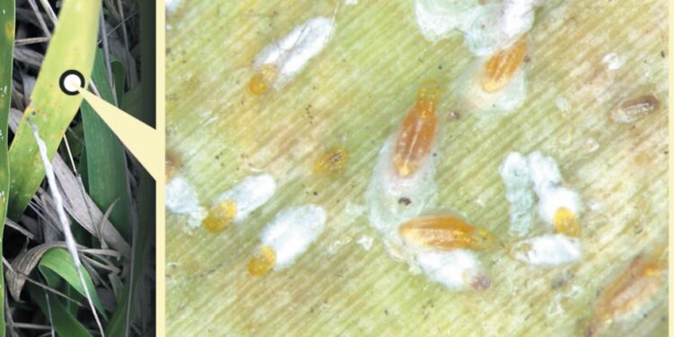 PASTAGEM – Perigo à vista